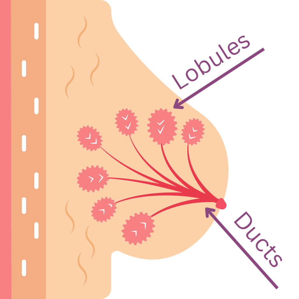 Definition of breast - NCI Dictionary of Cancer Terms - NCI